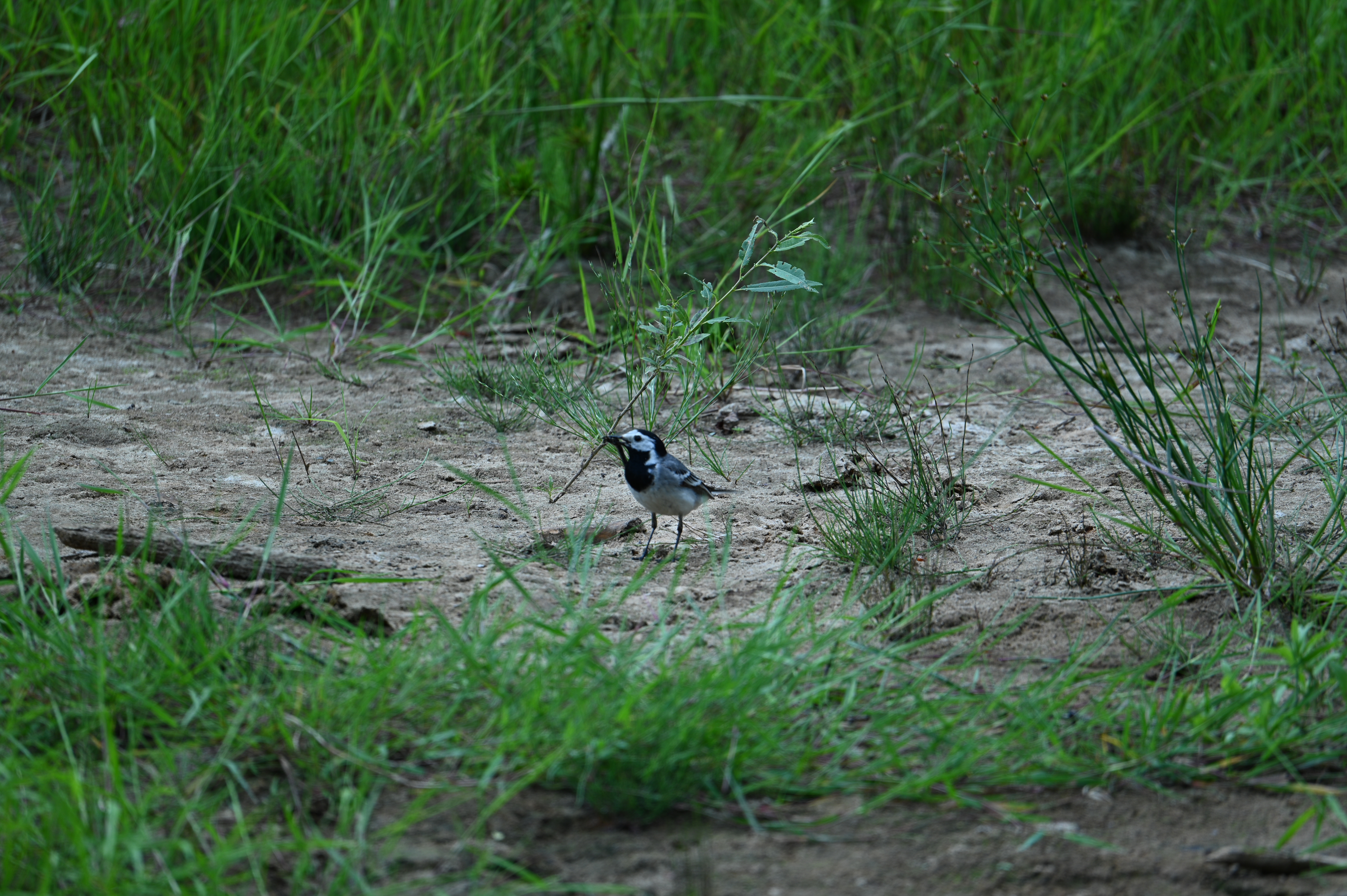 2025/07/09-14 - trip/DSC_0412.JPG